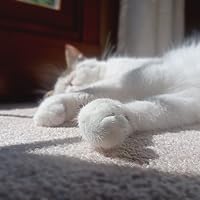 Profile Image for macchi.