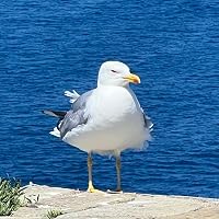 Profile Image for Rafael Pfister.