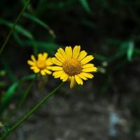 Profile Image for Carmen Baena Romero.