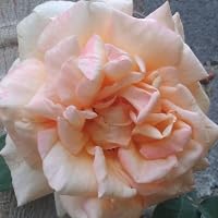 Profile Image for (: Fany :).