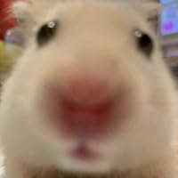 Profile Image for Beans Sometimes Queersock.