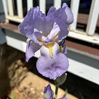 Profile Image for Dianne Beau.