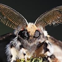 Profile Image for PaperMoth.