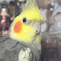 Profile Image for Hannah Graves.