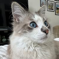 Profile Image for Caitlin Burke.