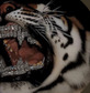 Profile Image for Sai.