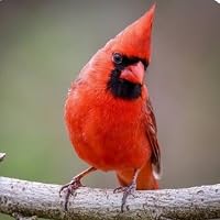 Profile Image for Birdy01.