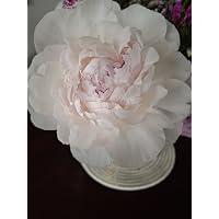 Profile Image for African Violet.
