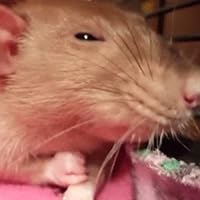 Profile Image for Fart Stevens.