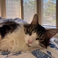 Profile Image for Cat.
