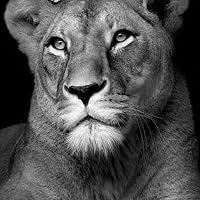 Profile Image for Lioness .