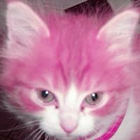 Profile Image for herbata.