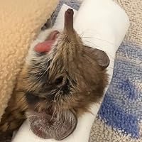 Profile Image for Carly Armadillo.