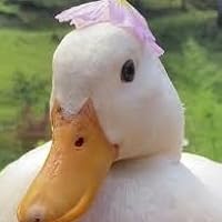 Profile Image for LittleDucky.