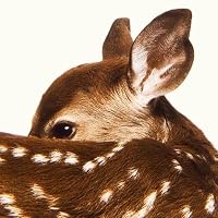 Profile Image for Iko.