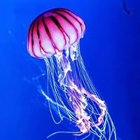 Profile Image for just a jellyfish .
