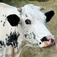 Profile Image for mamba karramba.