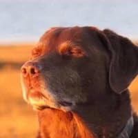 Profile Image for Nganngannn.