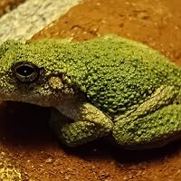 Profile Image for Cool Frog.