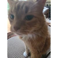 Profile Image for Grilled Cheese.