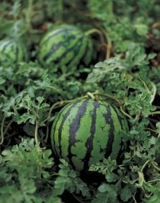 the patch where harrogate fell in lust.