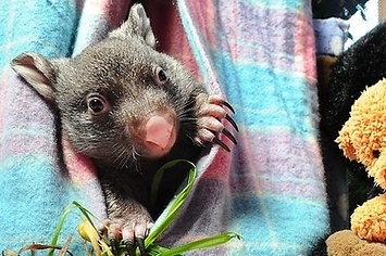 > red dirt heart 3  i did it well," i told him, and he chuckled