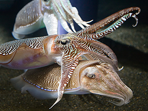 Sex in the Sea: Our Intimate Connection with Kinky Crustaceans, Sex ...