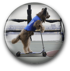 Biker Dog Badge